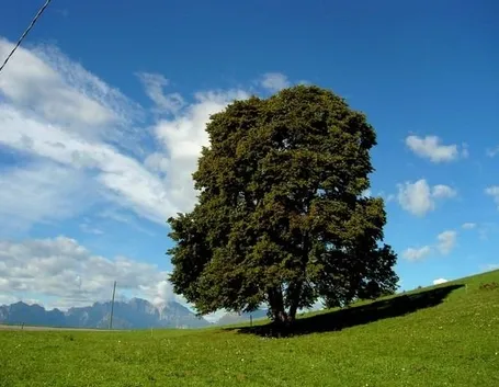 Un albero di tiglio