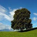 Un albero di tiglio