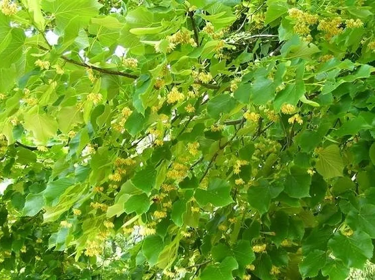 L'albero di tiglio fiorito