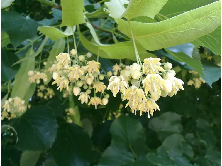 Fiori di tiglio