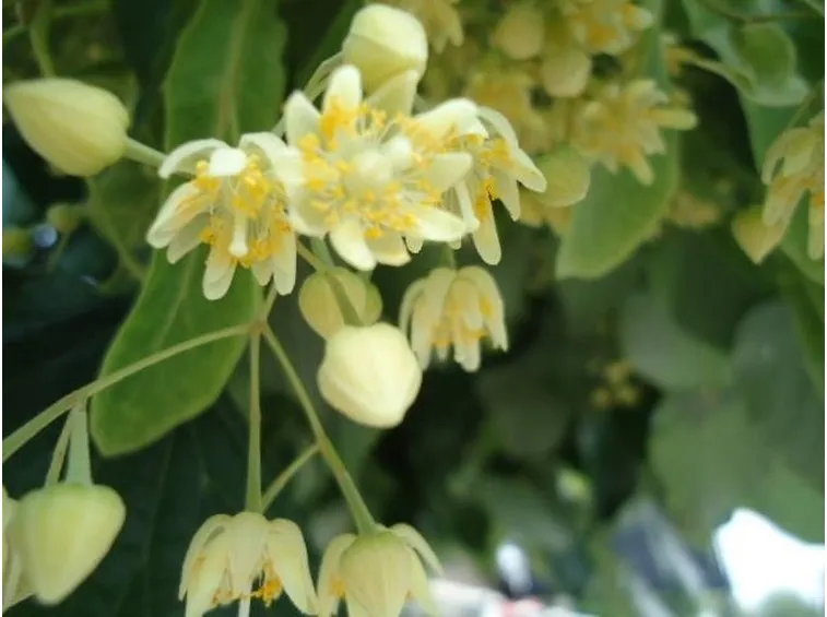 Un esempio di fiore di tiglio