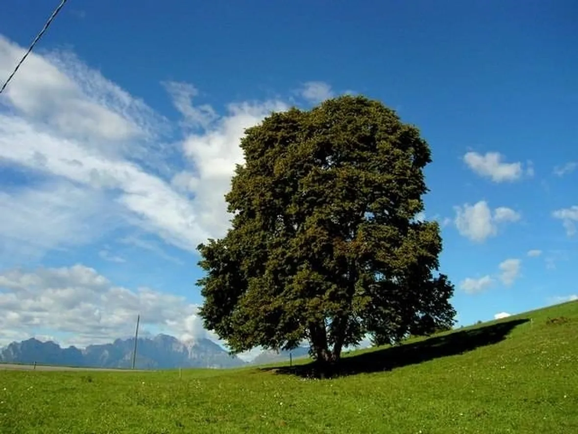 Un albero di tiglio
