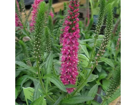 Fiori di veronica