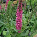 Fiori di veronica