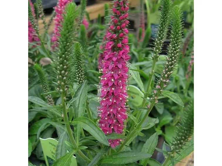 Fiori di veronica
