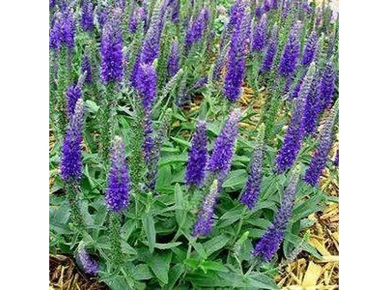 Fiori di veronica