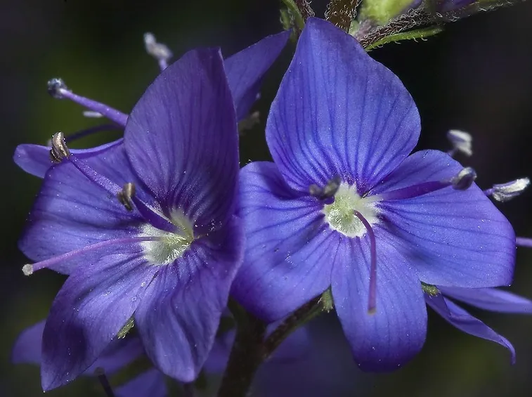 Fiori di veronica