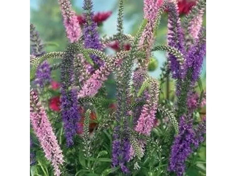 Fiori di veronica