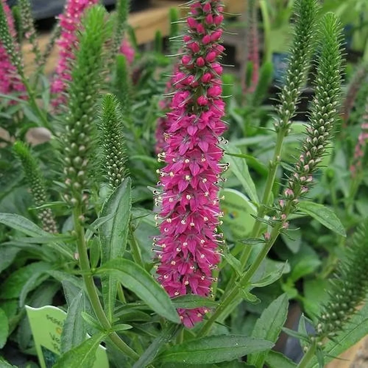 Fiori di veronica