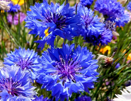 Fiordaliso