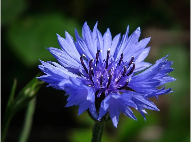 fiordaliso