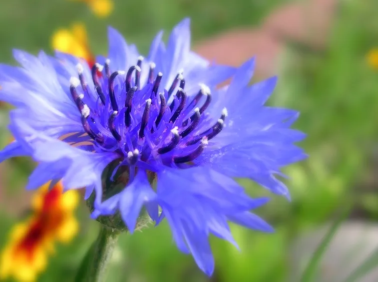 centaurea cyanus