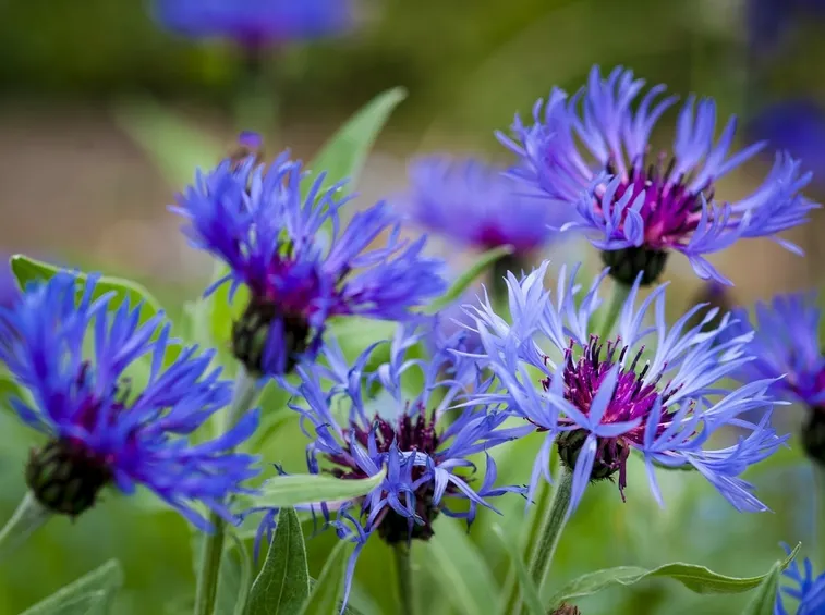 Fiordaliso