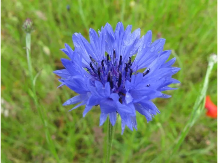 Fiordaliso