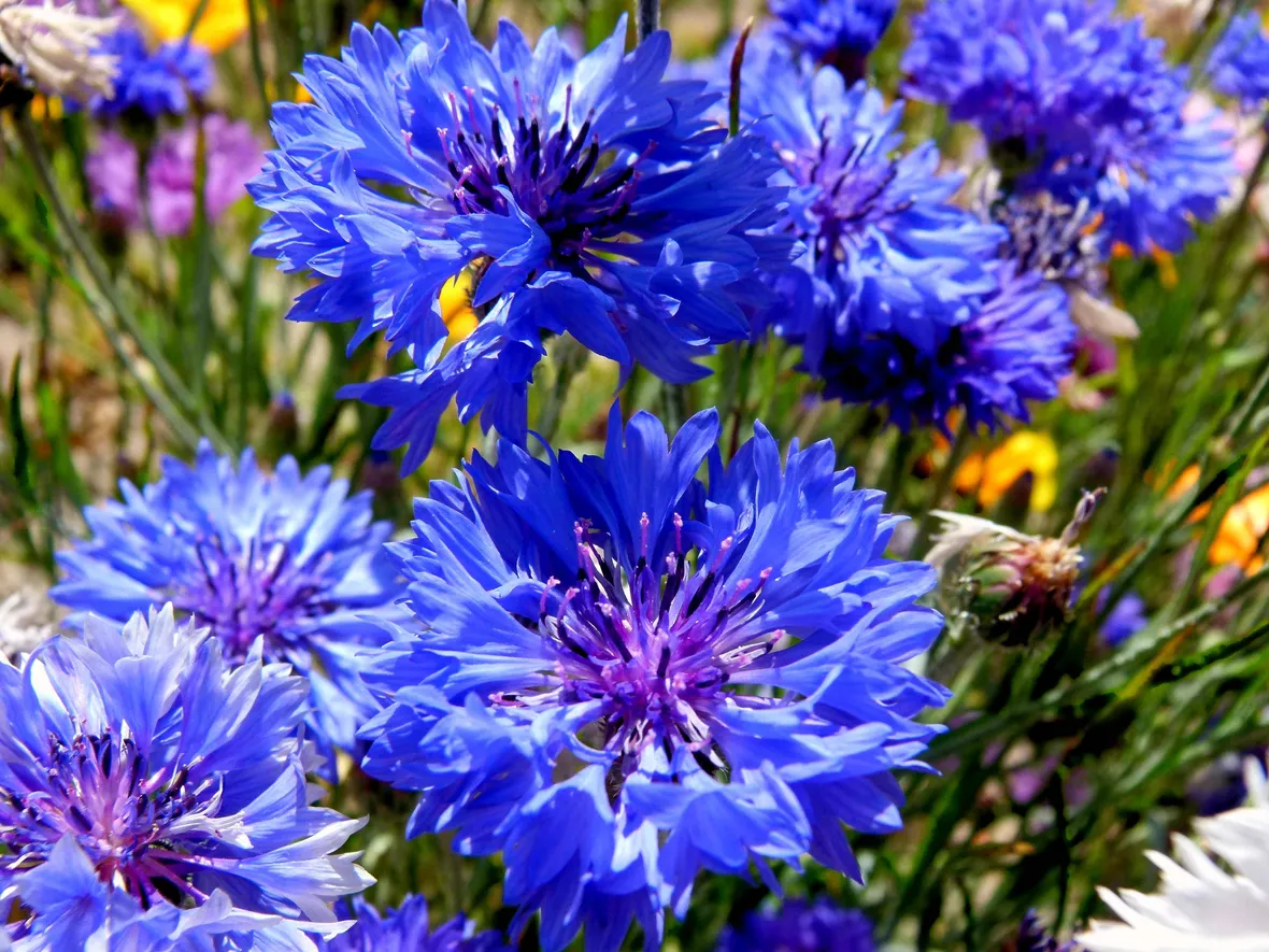 Fiordaliso