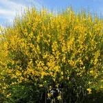 Un cespuglio fiorito di ginestra