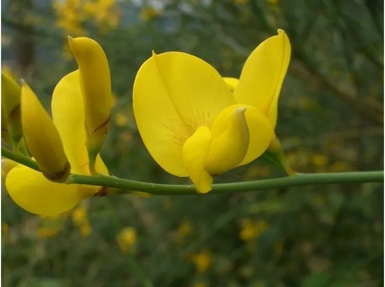 I fiori della ginestra