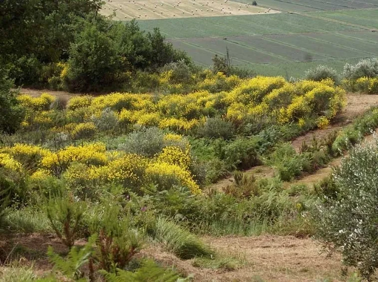 Un viottolo di ginestre che crescono spontaneamente in montagna