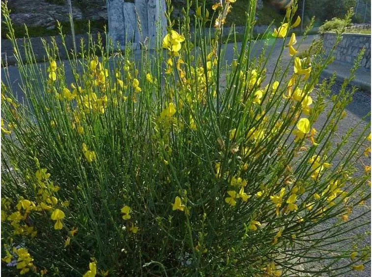 Una pianta di ginestra coltivata in un giardino