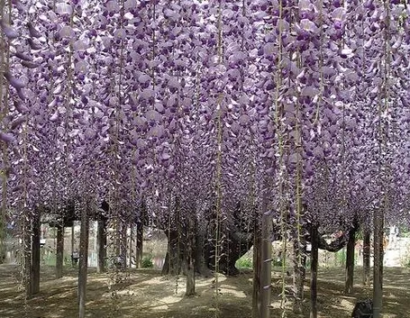 Fiori di glicine