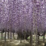 Fiori di glicine