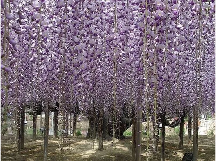 Fiori di glicine