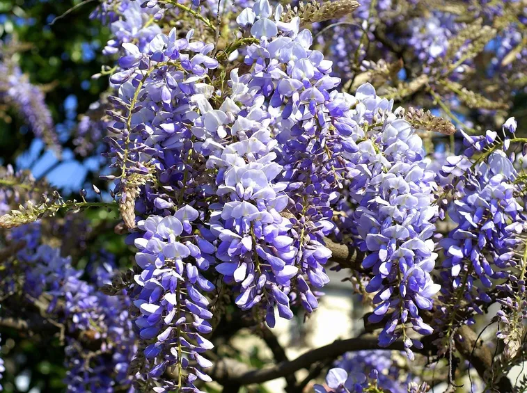 Fiori di glicine