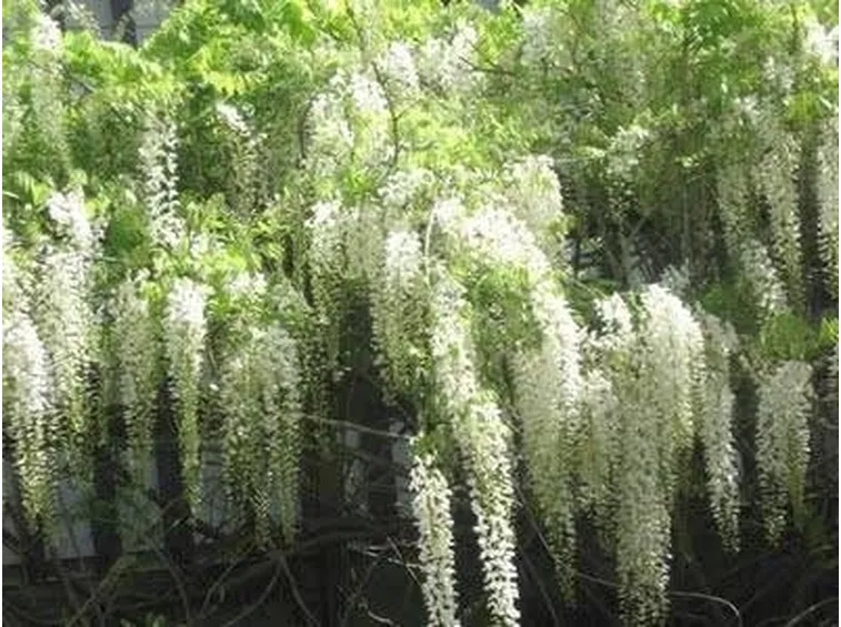 Fiori di glicine