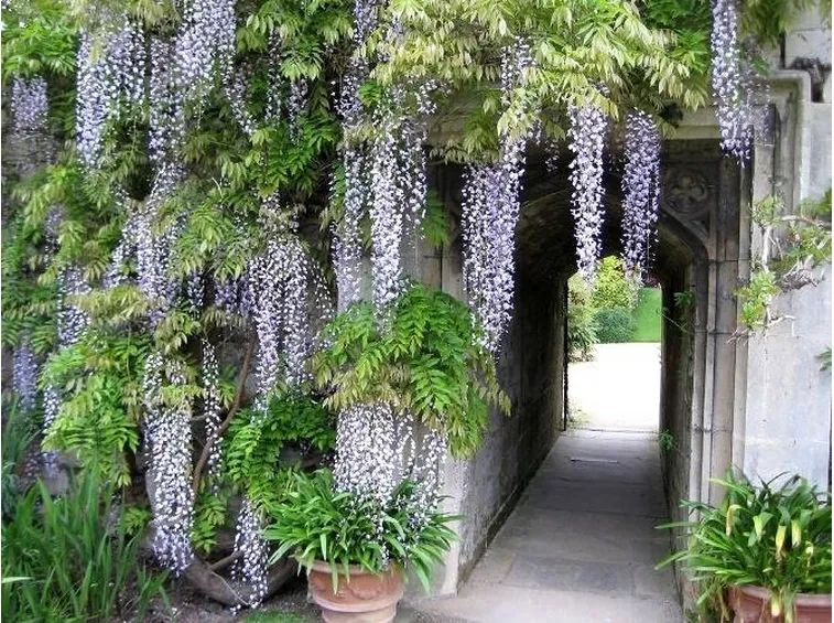 Fiori di glicine
