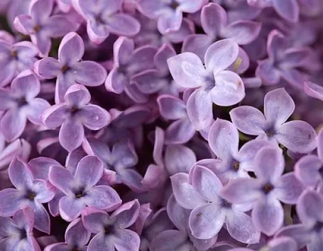 fiori di lillà