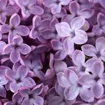 fiori di lillà