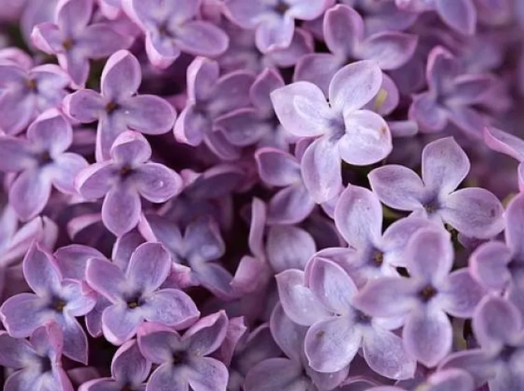 fiori di lillà
