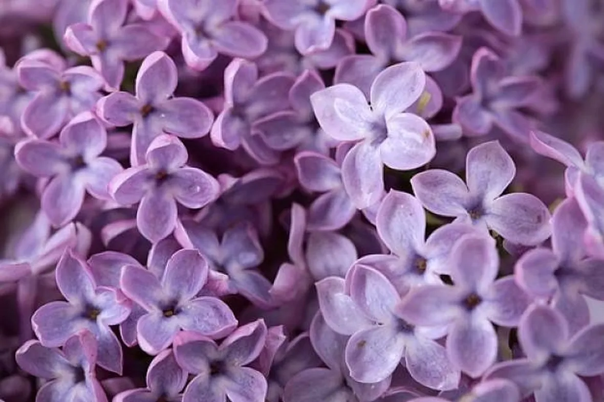 fiori di lillà