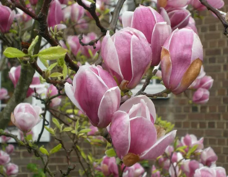 fiori magnolia