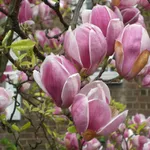 fiori magnolia
