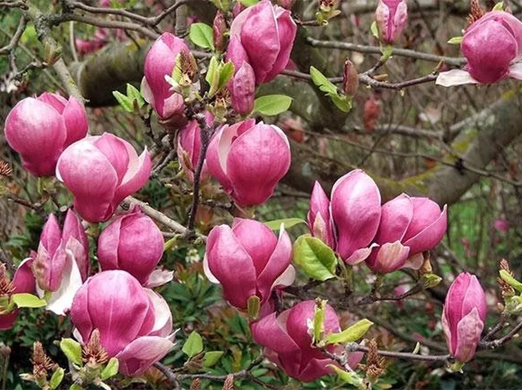 magnolia rosa