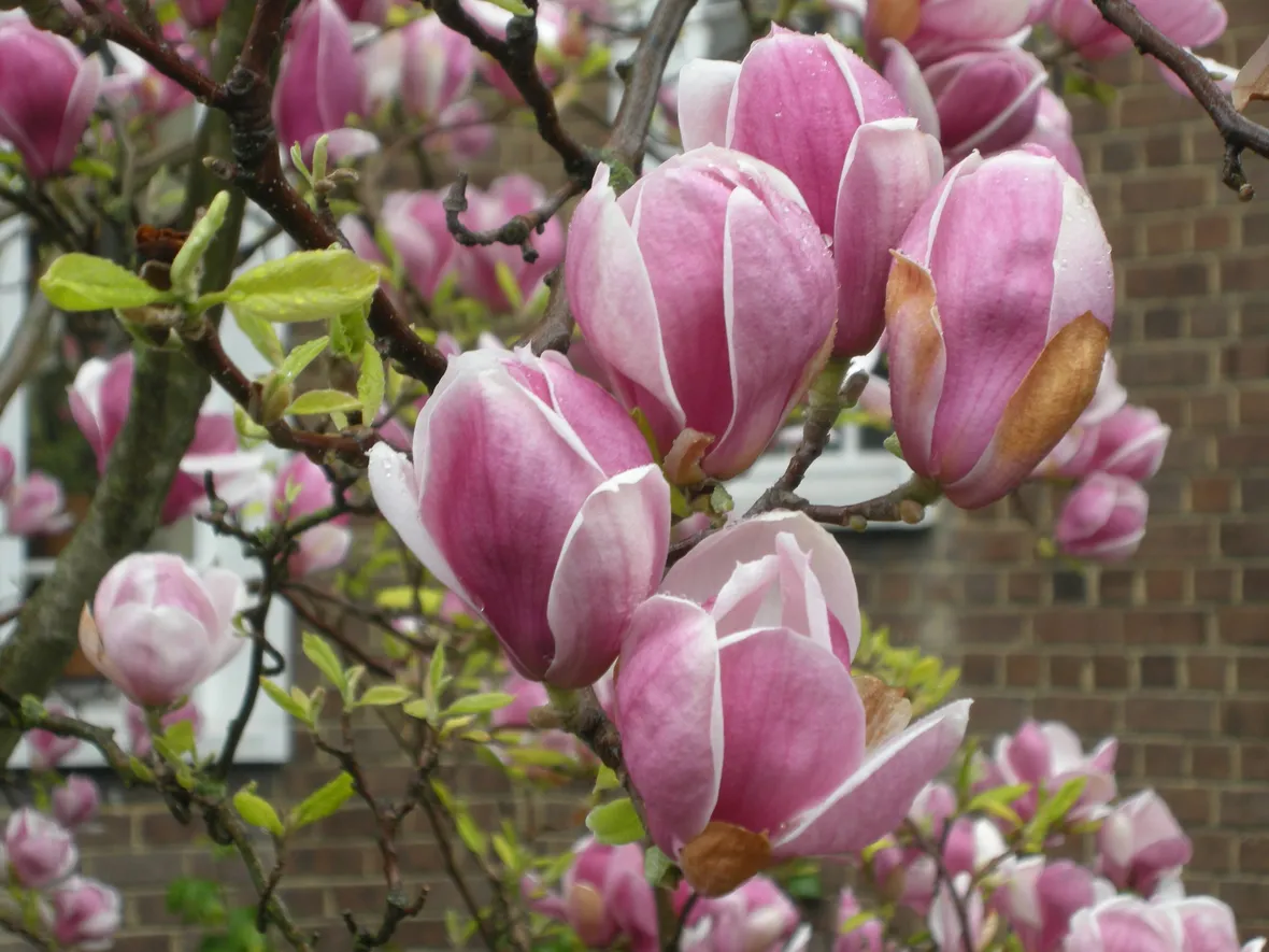 fiori magnolia
