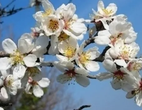 fiorimandorlo1