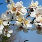 fiorimandorlo1