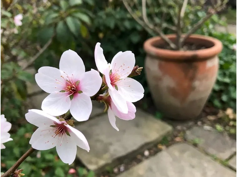 mandorloinfiore.jpg