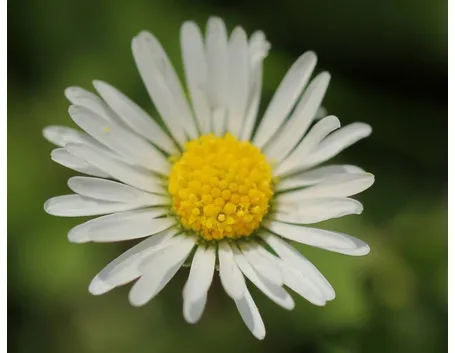 fiore di margherita
