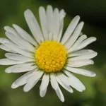 fiore di margherita