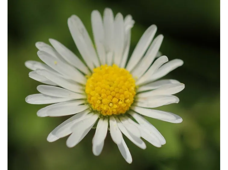fiore di margherita