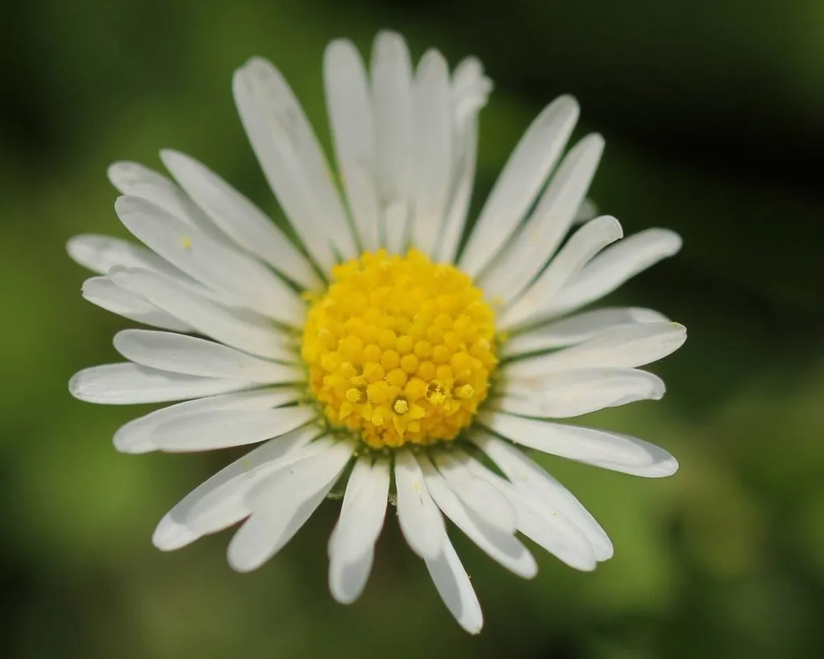 fiore di margherita