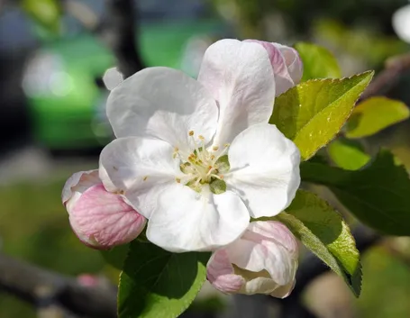 Fiore di melo