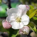 Fiore di melo