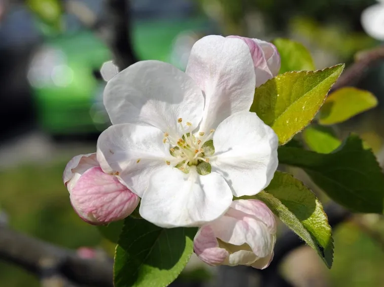 Fiore di melo