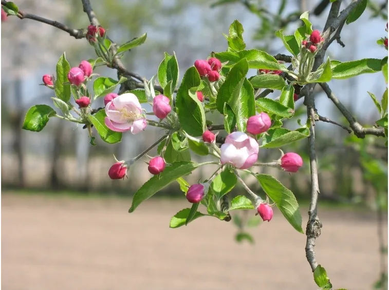 Fiori di melo
