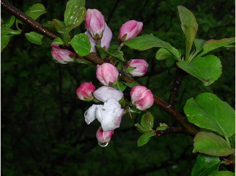 Fiori di melo