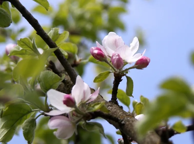 Fiori di melo